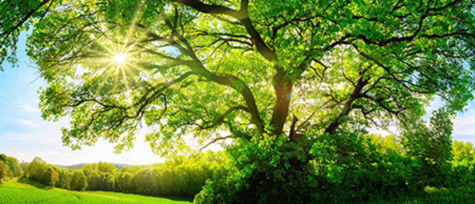 Sustainability-293x680
